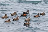 Harlequin Duckborder=